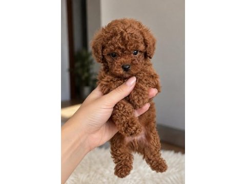Seçkin toy poodle yavrularımız