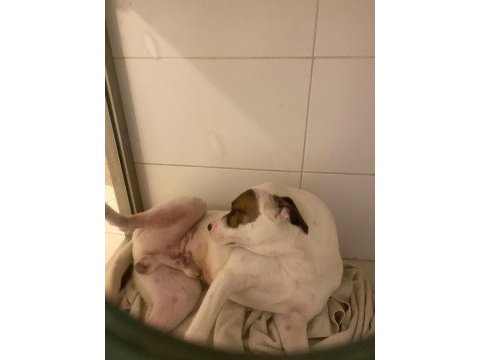 Çok uysal bir köpektir yuva arıyor