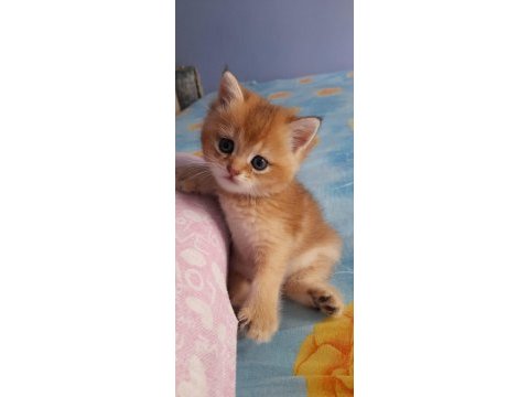 Sevimli dost kedimiz