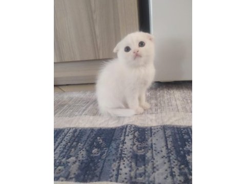 Bebek kedilerimiz yeni yuvasını arıyor