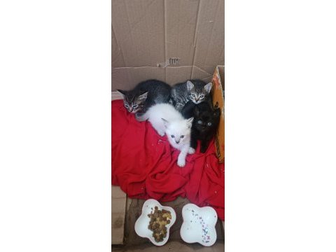 Anne safkan siyam baba british longhair