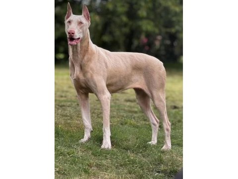 Albino doberman yavruları özel hissetmek isteyenler