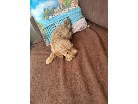 2 aylık toy poodle