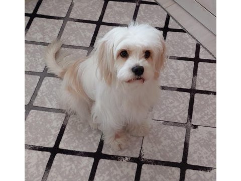 Maltese terrier 2 yaşında