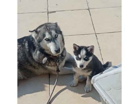 A kalite maskeli mavi gözlü dişi yavru husky
