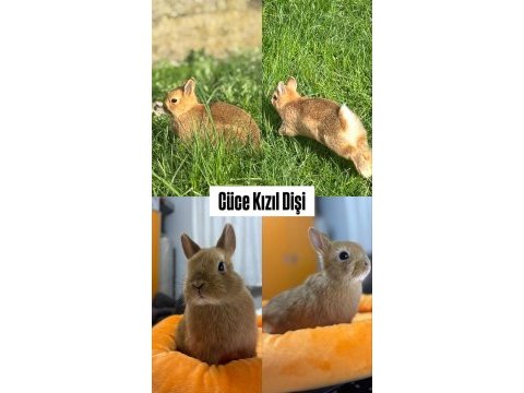 Tavşan yavruları gönderim vardır