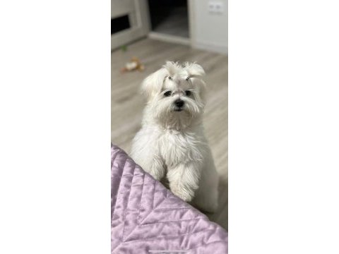 Avrupa girişli yavru köpeklerimiz