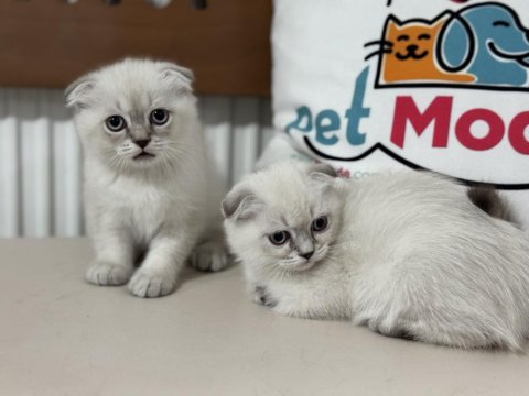 Ankarada ziyatere açık scottish fold yavrularımız