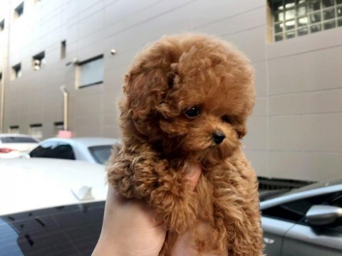 Uygun bütçeli poodle bizden fiyat almadan yavru almayın