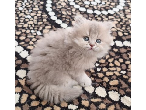 British shorthair ve longhair