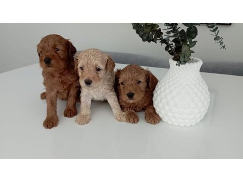 Toy poodle kalitesinde maltipoo yavrular