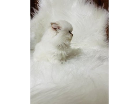 By1133 dişi iki aylık british longhair