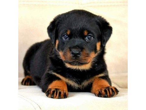 Fcı-kıf resmı uretımlı grand sampıyon rottweiler torunlar