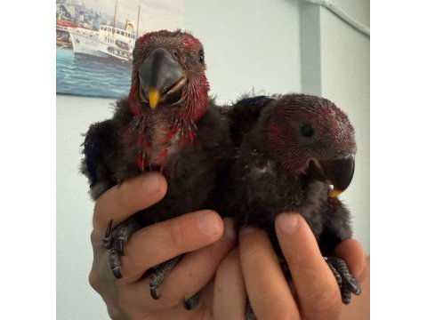 Eclectus papağanı bebekler