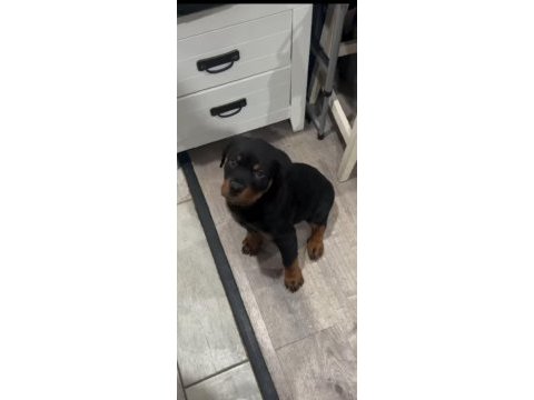 Irk garantili her ile gönderim mevcut rottweiler köpekler