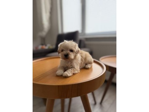 Dişi ve teacup erkek kore maltipoo bebişler