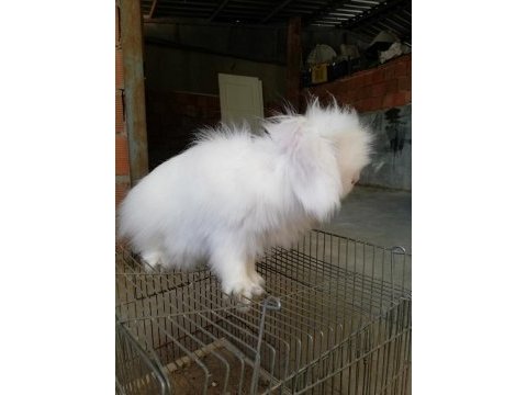 Teddy lop damızlık tavşanlar
