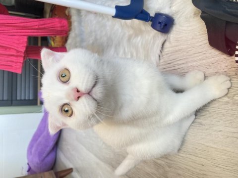 Scottish fold kedilerim yeni yuvalarını arıyorlar