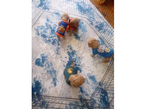 Tuvalet eğitimli maltipoo yavrular