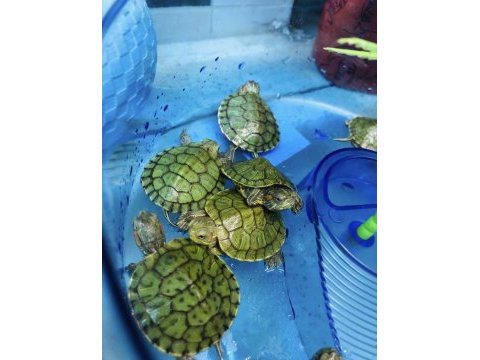 Antalya içi adrese teslim minik - kaplumbağa
