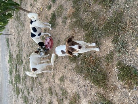 8 aylık border collie ve pointer melezi