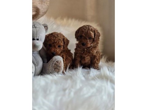 Tarçınlı kurabiye poodle