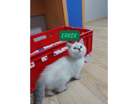 British shorthair paşam hazır