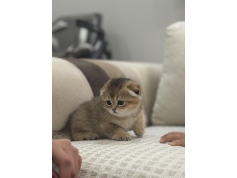 45 günlük scottish fold