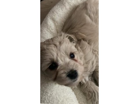 2 aylık maltipoo yavru