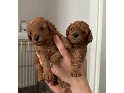 Poodle yavrularımız yeni evlerini bekliyor