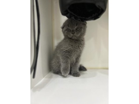 2 aylık scottish fold yavrumuza yuva arıyoruz