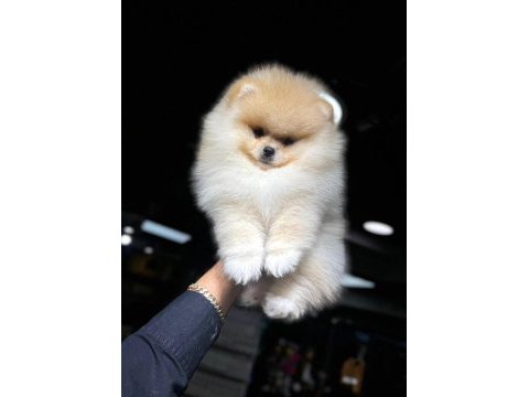 Pomeranian bebek