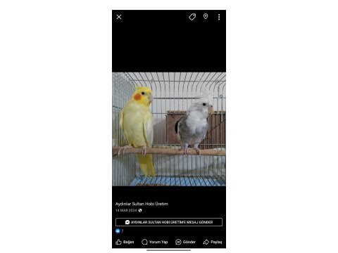 Ele kola alışkın yavru papağanlar