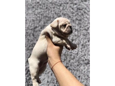 Secereli french bulldog yavrular