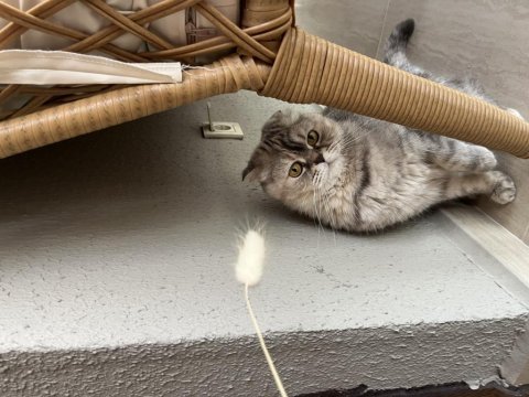 Scottish fold 5 yaş