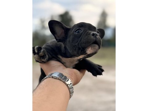 2 adet french bulldog bilgi almadan geçmeyin