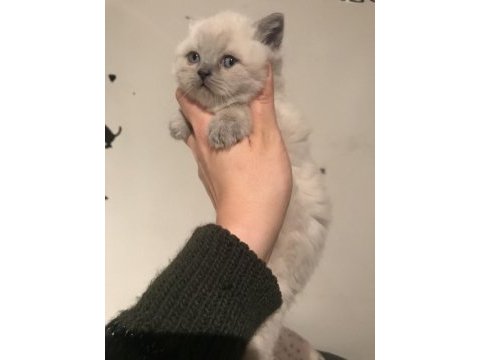 Erkek british longhair yavru