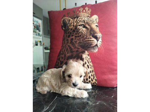 Ankaranın en seçkin maltipoo yavruları