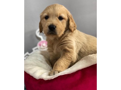 Golden retrıever puppy yavrılarımız