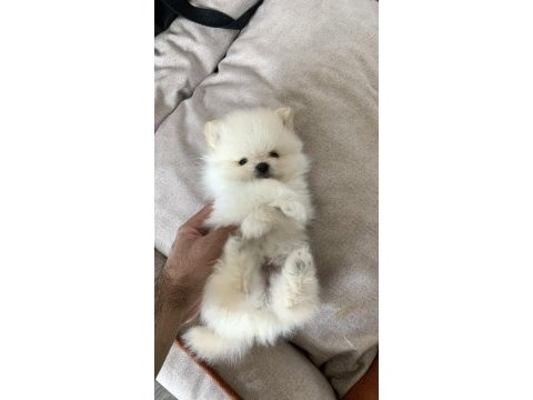 Üst kalite teddy bear pomeranian yavrular