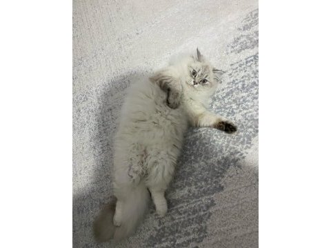 Kısırlaştırma şartı ile kedimiz
