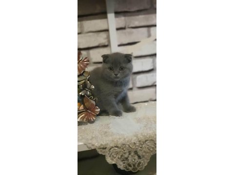 75 günlük scottish fold