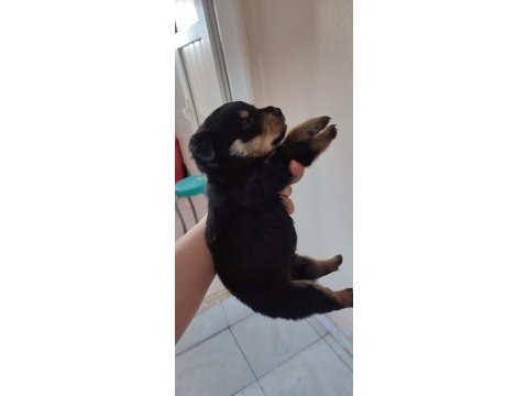 1 erkek 6 dışi yavrularım sahiplerini arıyor