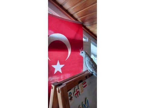 Sevimli wifi yavru sultan papağanı