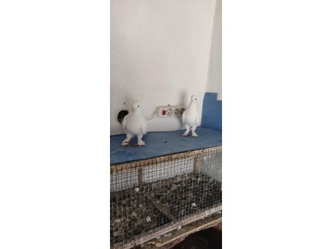 Arka tepe beyaz güvercin