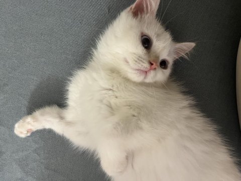 Minik charles kedimiz