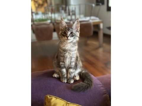 Safkan maine coon
