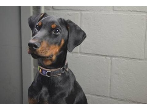 Afacan doberman bebekler kapıda ödeme mevcuttur