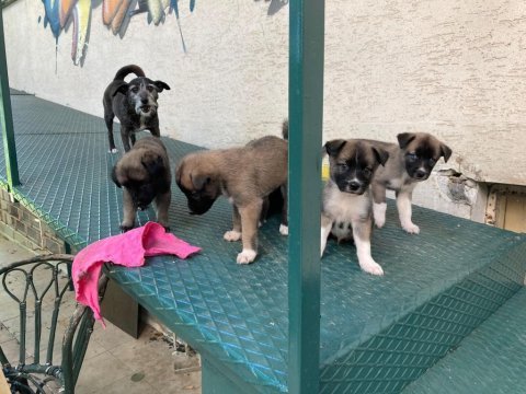 Barniesse golden mountain dogx husky mix