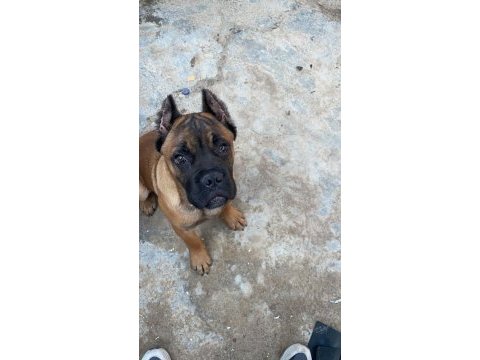 Muhteşem yapıda fawn ve black brindle cane corsolar